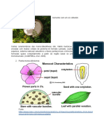 Características de plantas monocotiledôneas