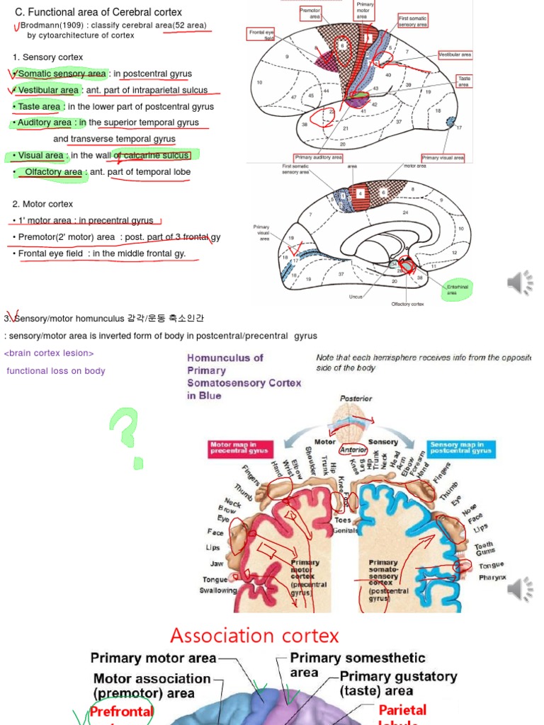 Cerebral Cortex Functional Areas | PDF | Corpus Callosum | Cerebral Cortex