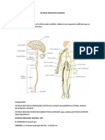 Sistema nervioso humano: estructura y funciones clave