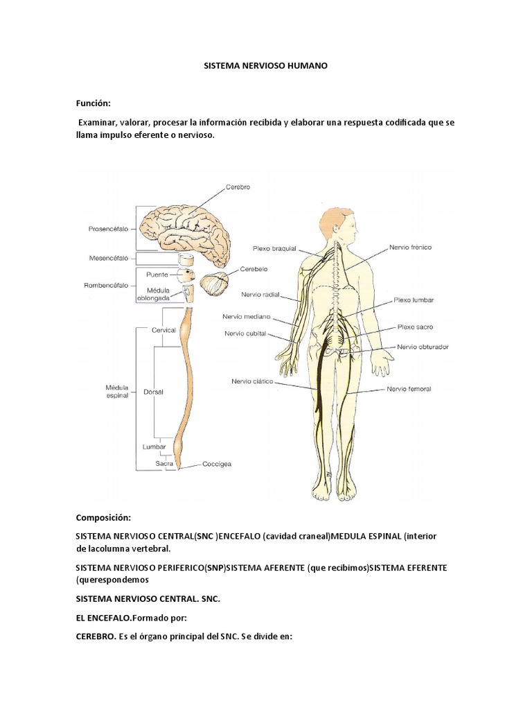 Estructura y Función del Sistema Nervioso | PDF | Cerebro | Sistema ...