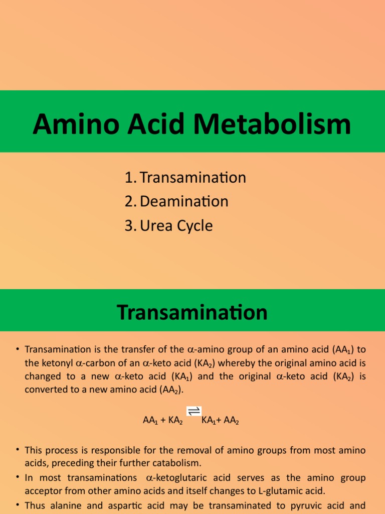 Amino Acid Metabolism 1. Transamination 2. Deamination 3. Urea Cycle