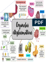 Mapa Mental Oganelas Citoplasmaticas 1