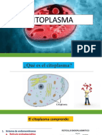 Citoplasma