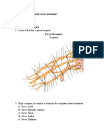 3. Preparação Teste de Anatomia I Neurologia MS