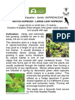Dodonaea Triquetra - Family: SAPINDACEAE: Native Hopbush / Large-Leaf Hopbush