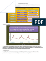 Fisiologia Del Pancreas Endocrino