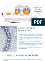 Formación del diafragma en 7 semanas