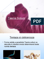 Taenia Solium