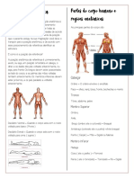 O que é a posição anatômica e como identificar estruturas do corpo humano