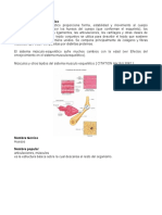 Sistema Musculo Esquelético