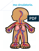 Guia sistema circulatorio.