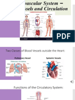 Cardiovascular System - Blood Vessels and Circulation