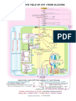 12 - Rendimiento Aproximado de ATP Desde Glucosa