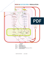 16 - Gluconeogénesis y Glucólisis - Regulación