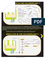 25 - Vida Nocturna en El Cloroplasto