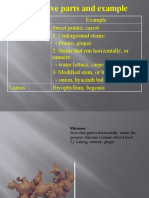 Vegetative Parts and Example