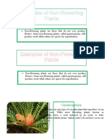 Examples of Non-Flowering Plants: Gymnosperms