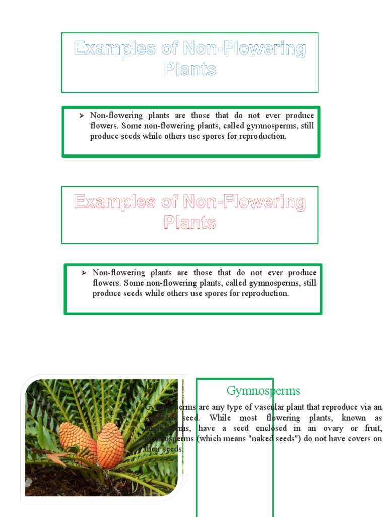 best potting mix for aloe vera plant Aloe Vera Potting Soil Mix (Choose Size), Custom Blend for Aloe Vera Plants  and Succulent Houseplants – Kurated Korner main image 1