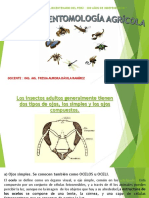 Clase #03 y 04 Tipos de Ojos, Antenas y Piezas Bucales de Un Insecto