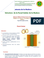 Estructura y funciones de la pared celular de la madera