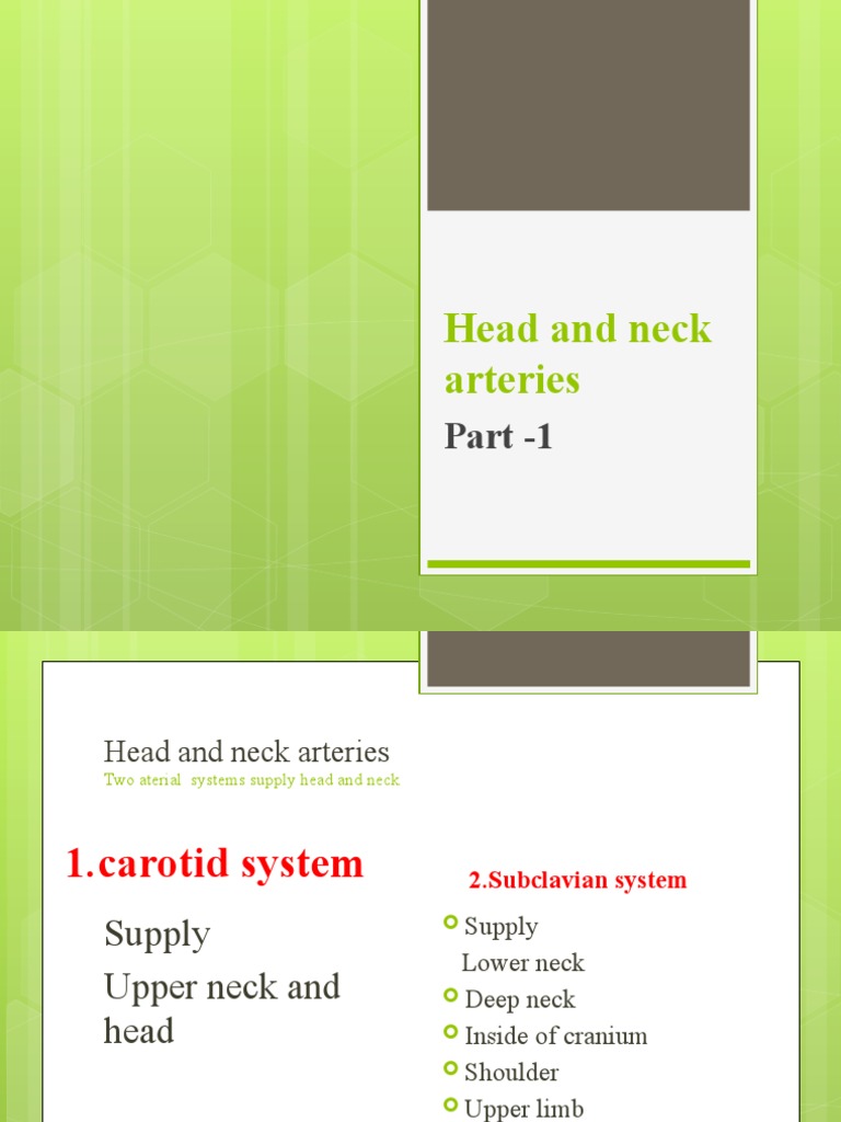 Head and Neck Arterial System | PDF | Common Carotid Artery | Neck