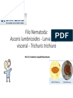 Filo Nematoda Ascaris Lumbricoides Larva Migrans Visceral Trichuris Trichiura