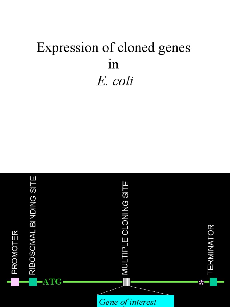E. coli Gene Cloning and Protein Expression | PDF | Gene Expression ...