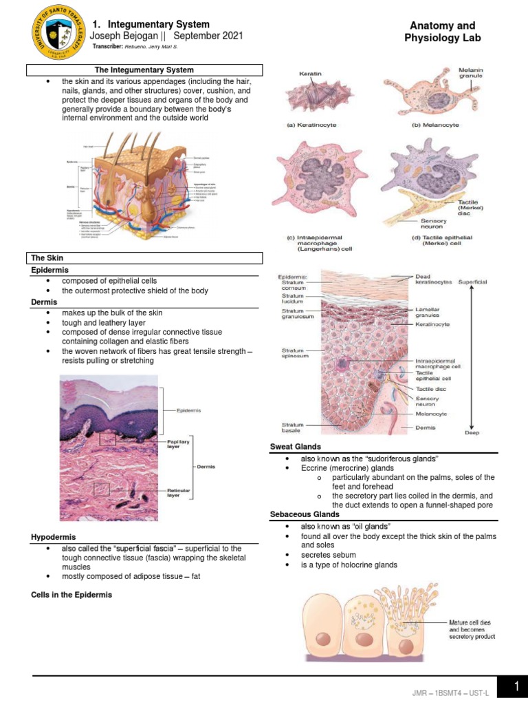 AnaPhyLab Integumentary System | PDF | Skin | Integumentary System