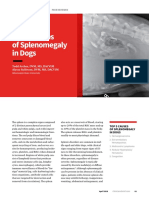 Top 5 Causes of Splenomegaly in Dogs - Clinicians Brief