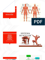 Sistema Muscular