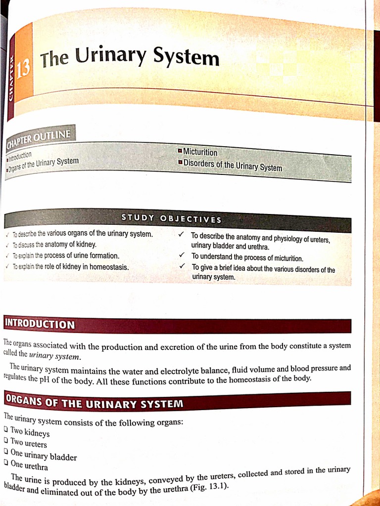 Hap2 Urinary System Notes | PDF