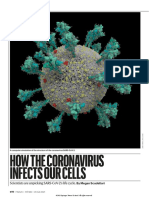 How Coronovirus Infects Cells and Why Delta Is So Dangerous
