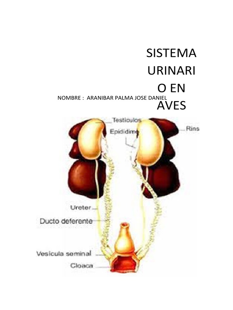 Sistema Urinario en Las Aves y Su Funcion | PDF | Riñón | Sistema urinario