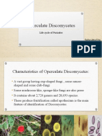 Operculate Discomycetes: Submitted by Naseem Bibi Roll No .16 BS Botany