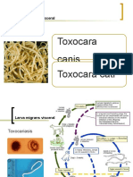 Toxocara