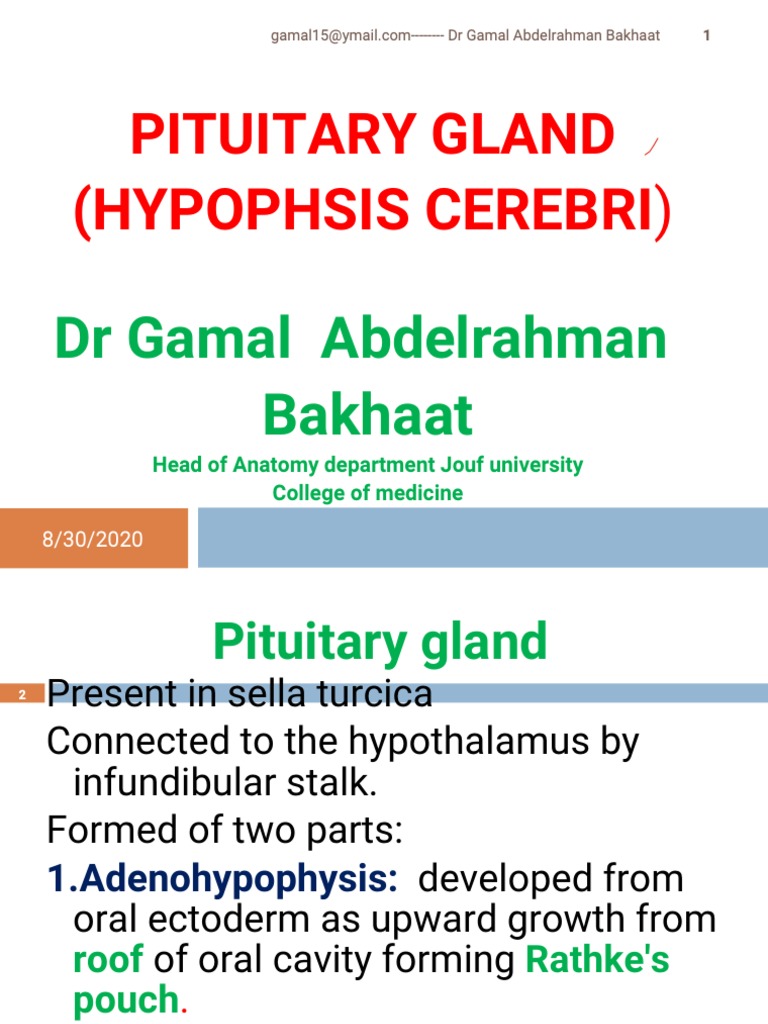 Anatomy and Functions of the Pituitary Gland | PDF | Hypothalamus ...