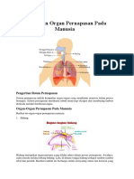 Sistem Dan Organ Pernapasan Pada Manusia