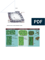 Plant Tissue Types and Structures