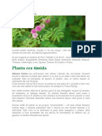 Mimosa Pudica