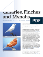 39 Canaries Finches Mynahs