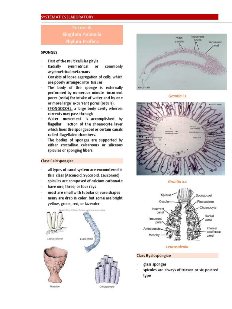 Kingdom Animalia Phylum Profera: Systematics Laboratory | PDF | Sponge ...