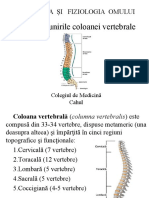 Oasele Și Unirile Coloanei Vertebrale.