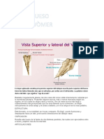 Es Impar Aplanado Constituye La Porción Superior Del Tabique Nasal La Parte Superior Del Hueso Tiene Dos Labios Llamados Alas Que Se Articulan