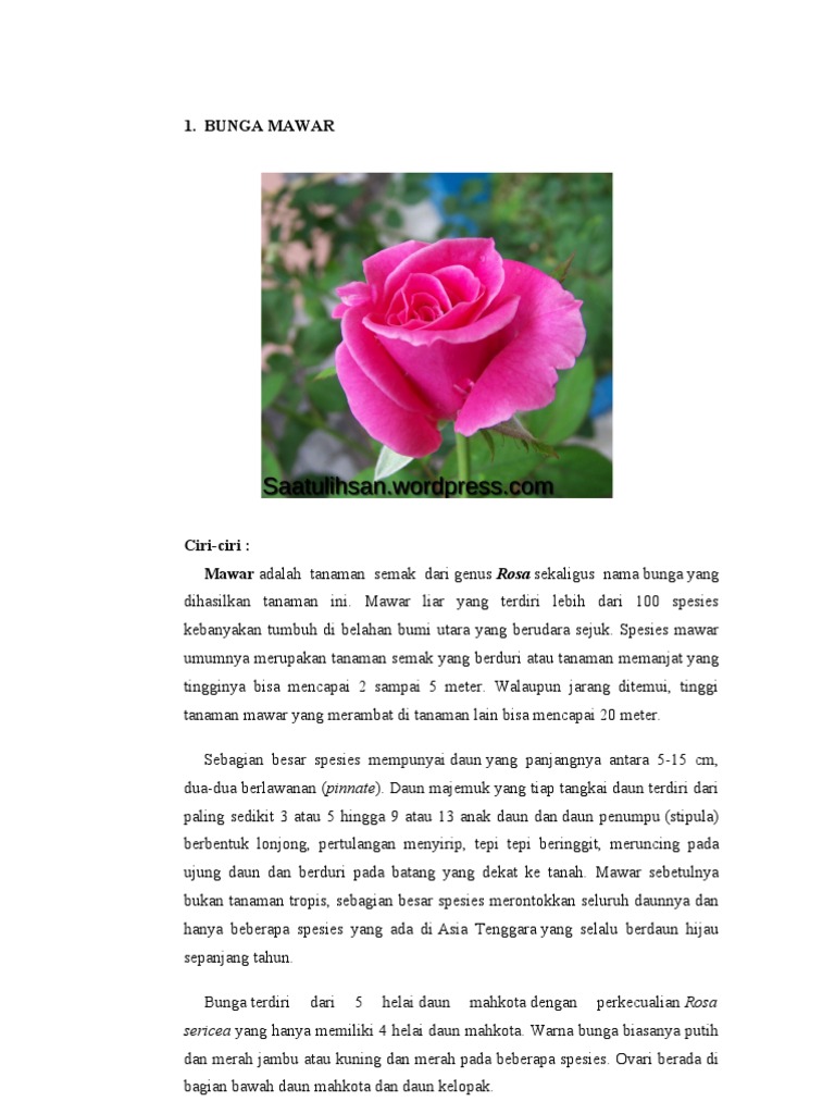 Gambar Anatomi Daun Bunga Matahari Pickini Gambar Anatomi Daun Bunga Matahari Pickini