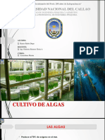 Cultivo de Algas - Ramos Rubio Diego Anderson