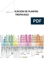 Identificacion de Plantas Tropicales v 2020 (1)