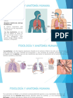 Sistema Respiratorio y Cardiovascular