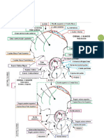 RESUMEN ANATOMIA Unmdp