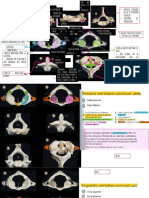 Segunda Parte Del Ciclo Anatomia