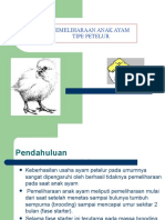 pemeliharaan-anak-ayam-tipe-petelur